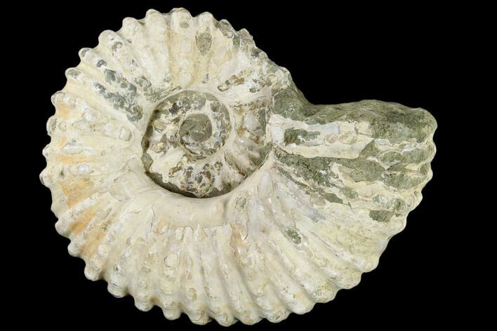 Bumpy Ammonite (Douvilleiceras) Fossil - Madagascar #115623